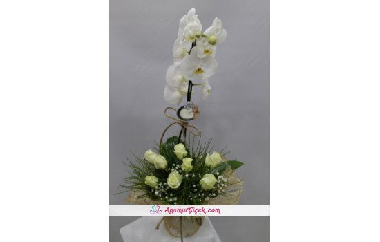 Beyaz Gül Orkide