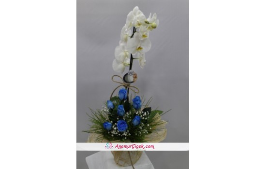 Mavi Gül Orkide