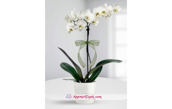 Tek Dal Beyaz Orkide